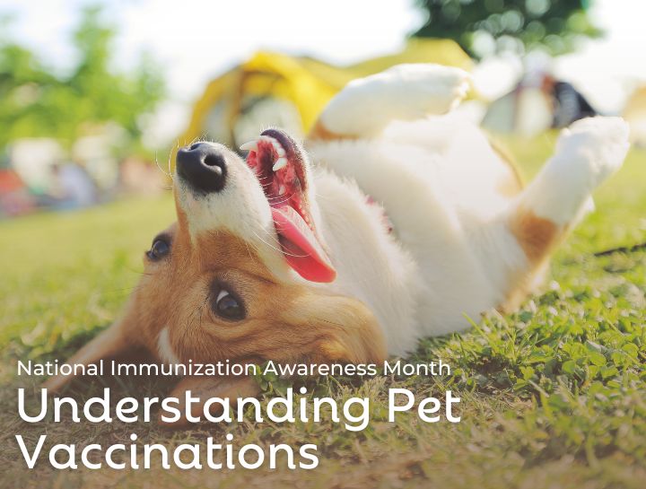 National Immunization Awareness Month Animal Hospital of Sun Prairie